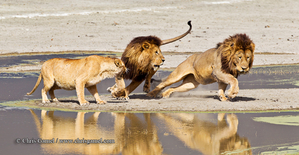 Фотография, иллюстрирующая полиандрию кошачьих. Одну львицу сопровождают два льва.
